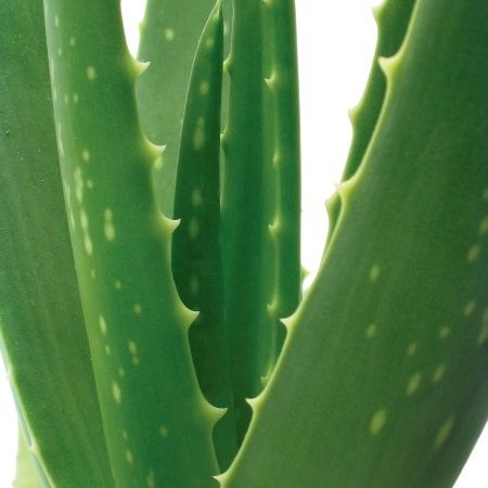 Sanatate cu Aloe Vera